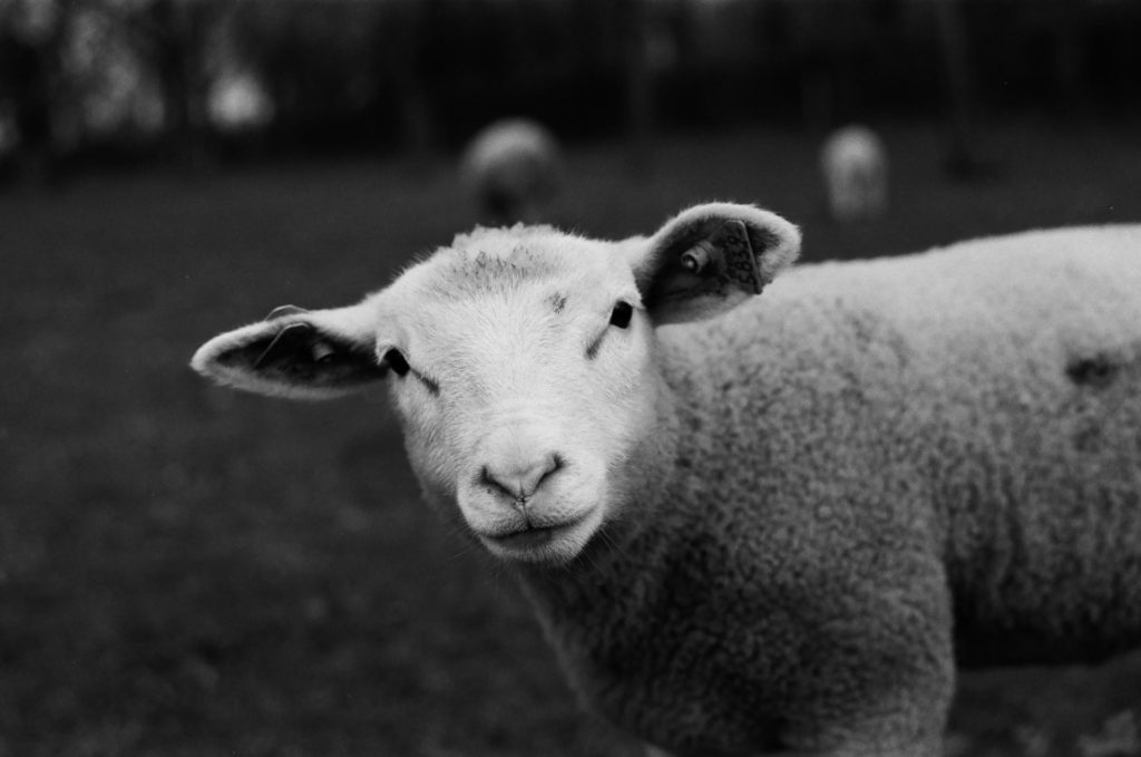 Photo of lamb by Sinitta Leunen on Unsplash